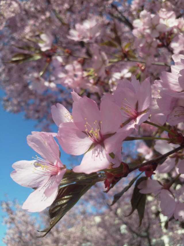 Koristeomenapuu, viherrakentaminen, puiden leikkaus